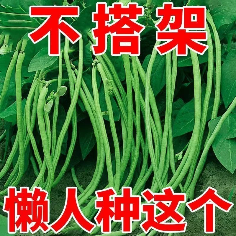 摘不败无架长豆角种子不用搭架子的长豆角蔬菜种籽四季播种长豇豆