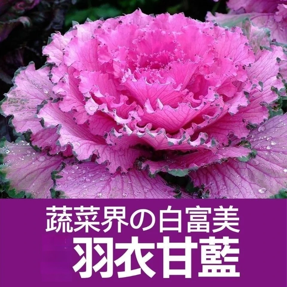 紫色羽衣甘蓝花种子紫红雨衣叶牡丹可观赏可食用甘蓝四季耐寒甘兰