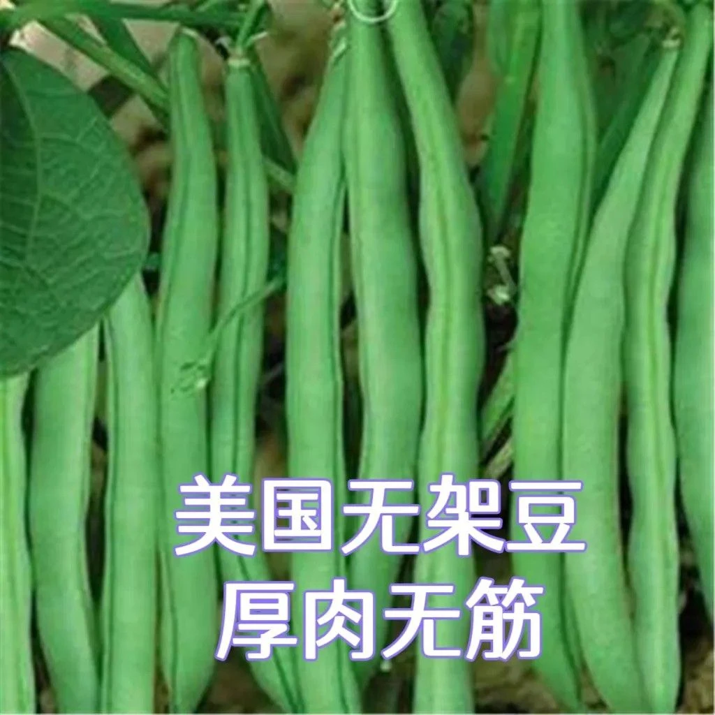 无架四季豆种子无筋地豆种子不用搭架刀豆种子春季庭院阳台菜种子