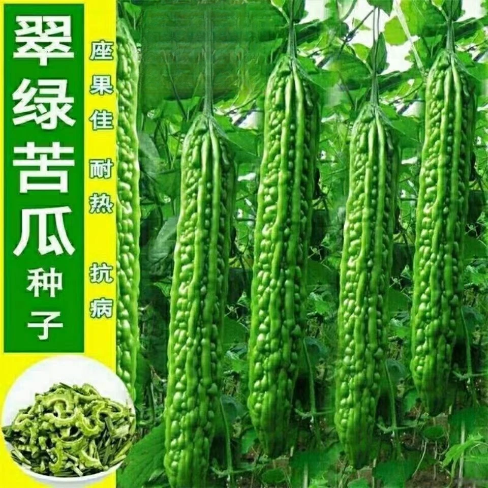 疙瘩绿苦瓜种子刺溜丰满油绿苦瓜种子早春绿春秋四季蔬菜籽种孑
