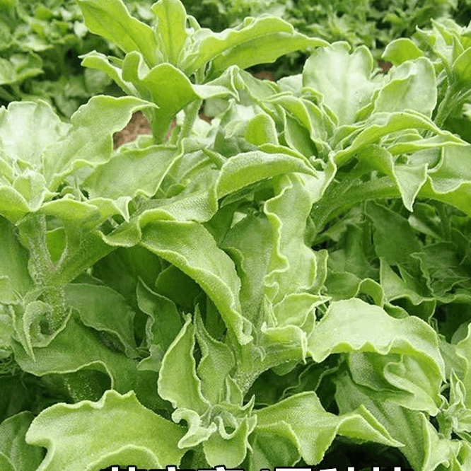水晶冰菜种子冰晶菜种子耐寒冰菜种子秋冬蔬菜种子肉厚冰菜