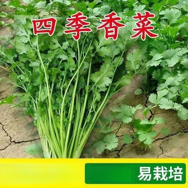 四季小香菜种子阳台室内花卉盆栽庭院蔬菜芫荽种子四季可播种种籽