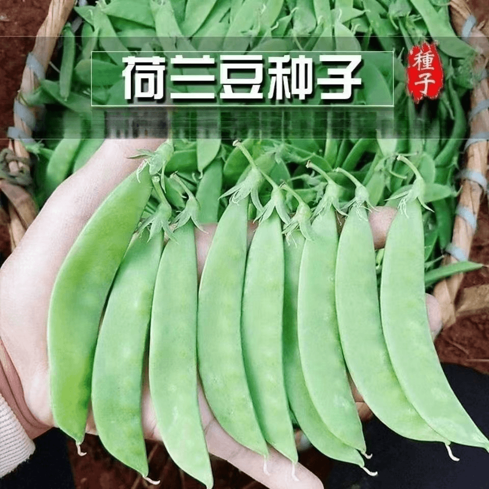 软荚荷兰豆种子春夏四季播种大荚菜豆豌豆豆角种籽农家蔬菜种籽