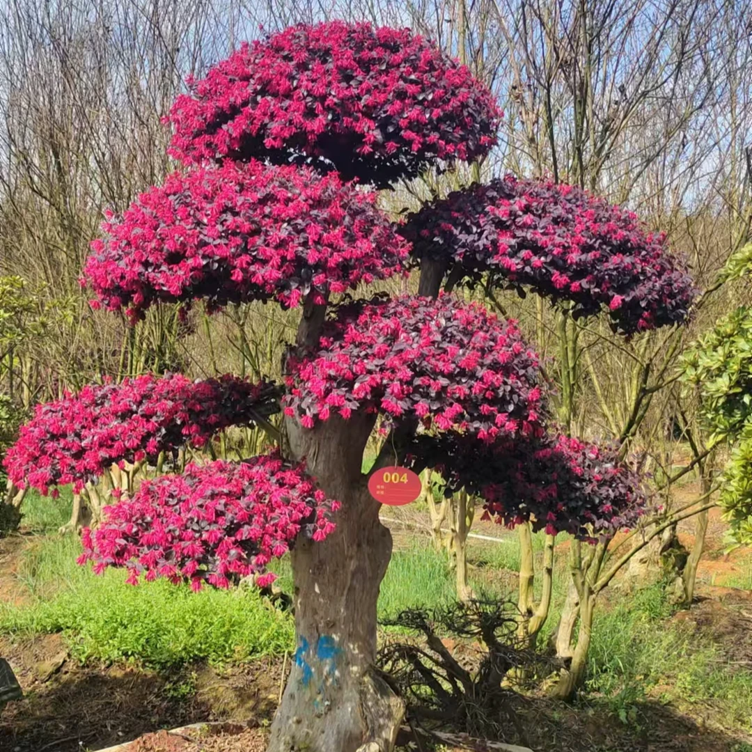 云片造型红花继木