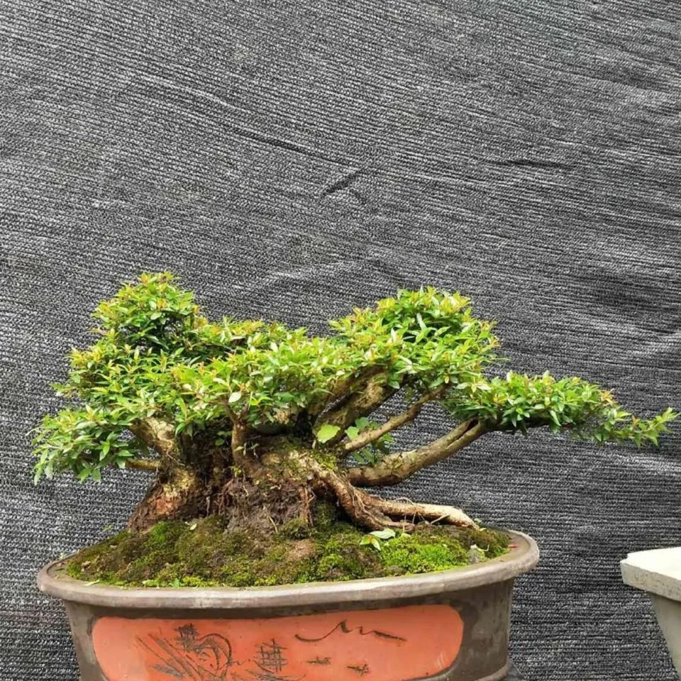水杨梅 盆景素材