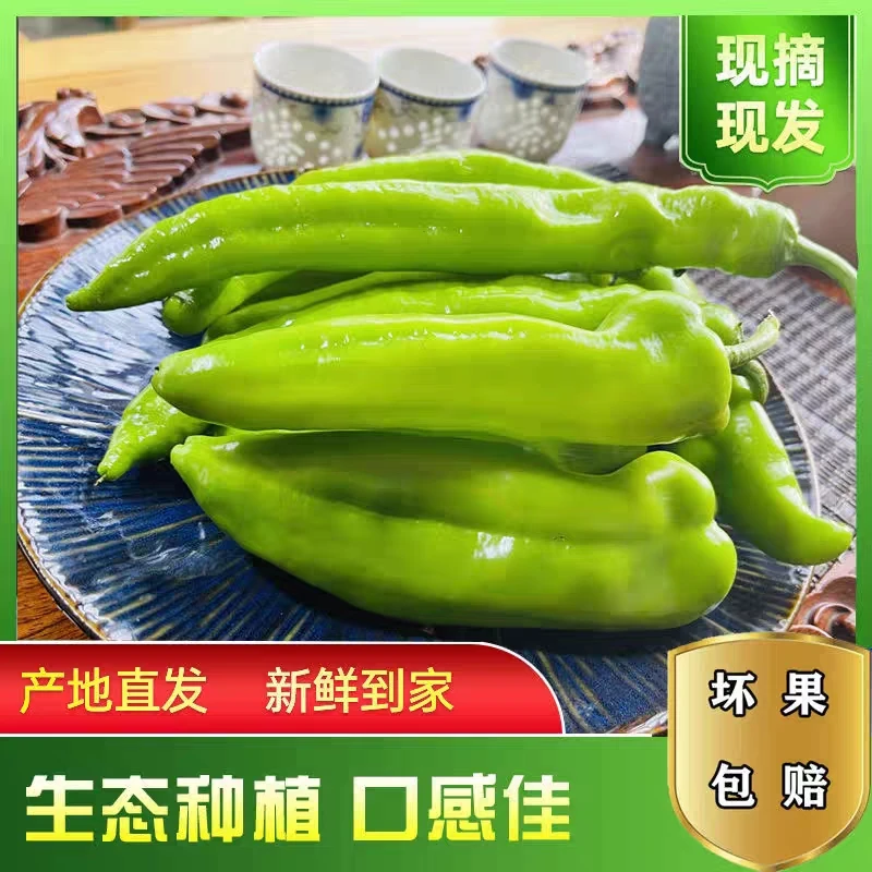 新鲜东北辣椒尖椒现摘发货3斤包邮新鲜蔬菜