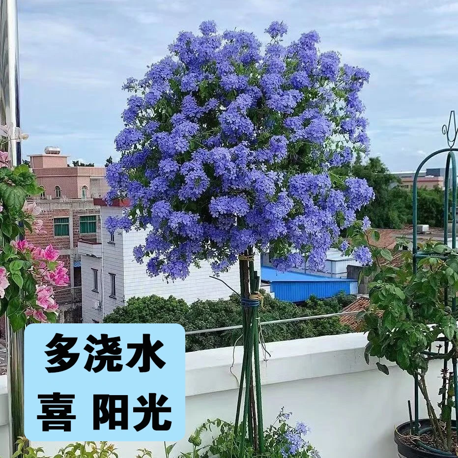 蓝雪花棒棒糖盆栽造型花卉花期长耐热好养