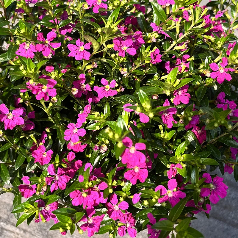 走心小花匠2加仑玫瑰满天星紫花萼距花多年生灌木耐热花期长