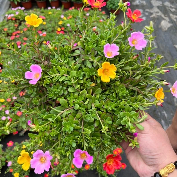 单瓣3盆3色马齿苋太阳花苗耐热植物花期长120规格