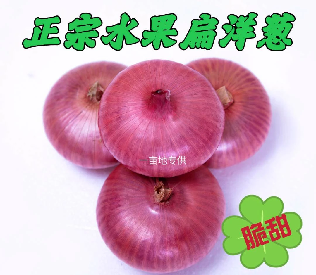 （福利中小果）2024精品水果洋葱甜辣5斤食用生吃凉拌炒菜.