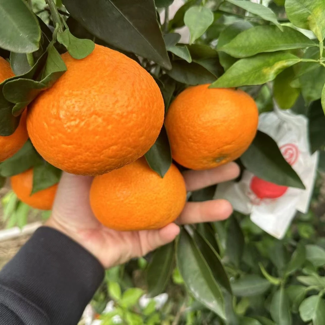 【偏远】爱媛果冻橙 {带枝叶发货水分足酸甜口感}4.7-5斤