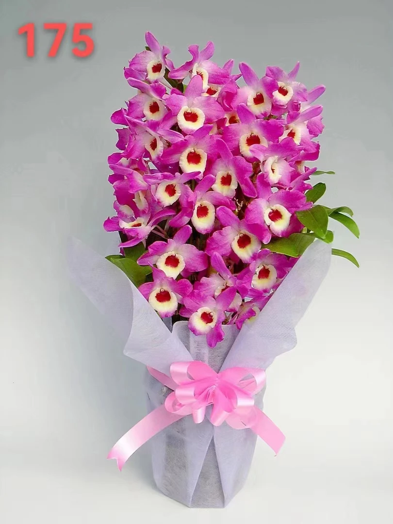 春石斛兰 蒙娜丽莎 花香花期长 室内室外花卉绿植