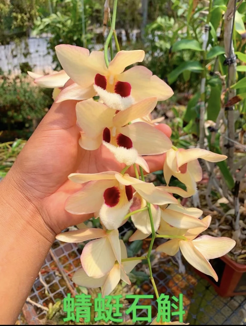 蜻蜓石斛 开花漂亮花期长