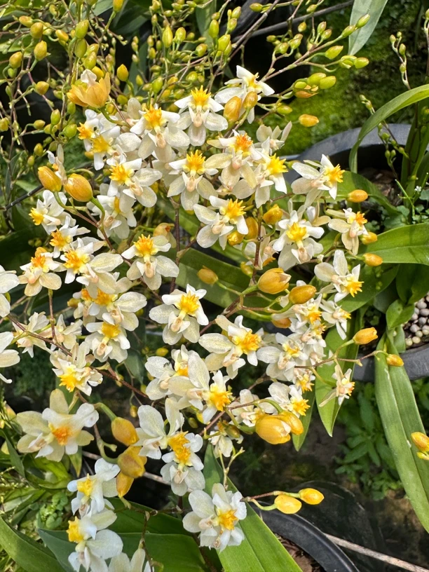 梦香兰罗曼香 浓香型 花漂亮花期长 好养活