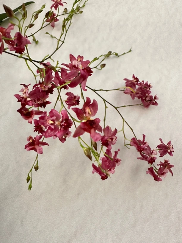 文心兰梦香兰 红色 浓香型花卉绿植盆栽