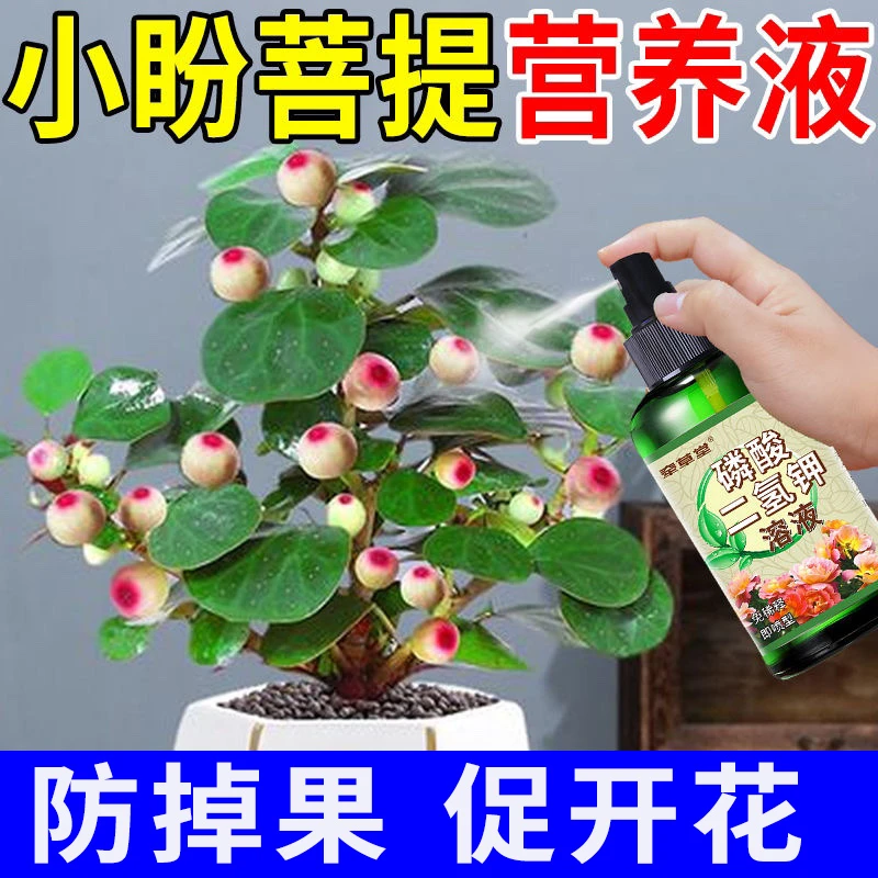 小盼菩提树营养液防黄叶枯萎促开花结果防落果家用室内液体肥