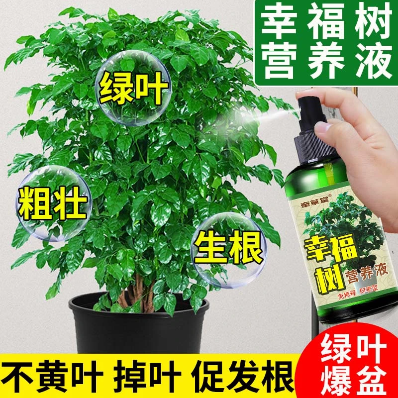 【幸福树专用】幸福树专用营养液预防黄叶烂叶掉叶修复病斑专用肥料