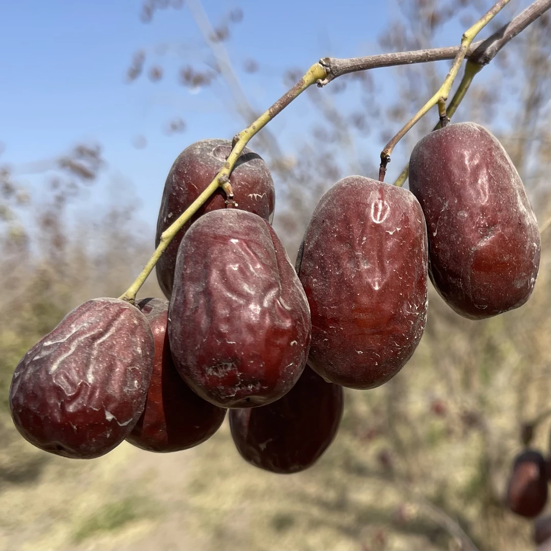 【二三级混级】原生态新疆和田大枣2斤/5斤装产地直发自然吊干红枣