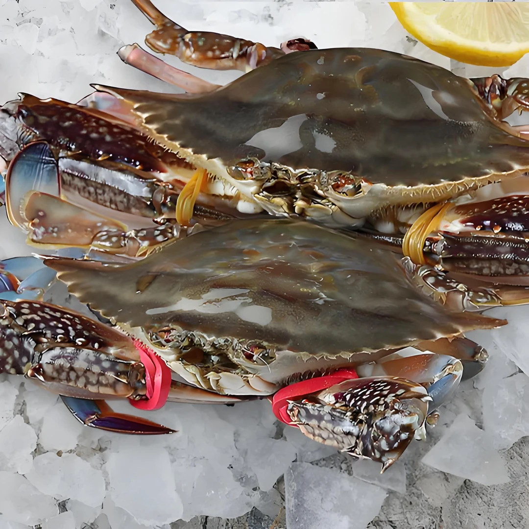 鲜活梭子蟹 约5斤