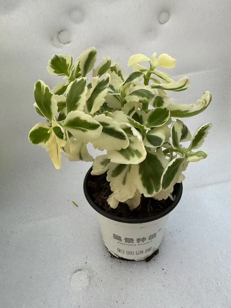 锦玉&阿西的花房 精品长寿花