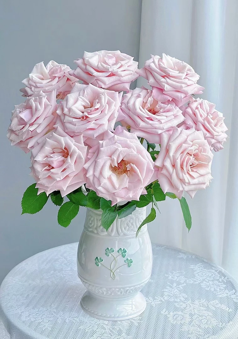 姆齐亚小姐 玫瑰鲜花 全场买两单及以上包邮 云南基地直发