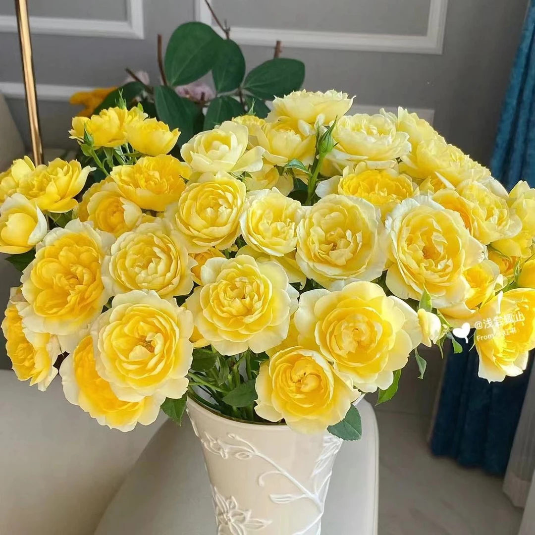 多头柠檬汁阳台 玫瑰鲜花 买两单起发顺丰或京东空运