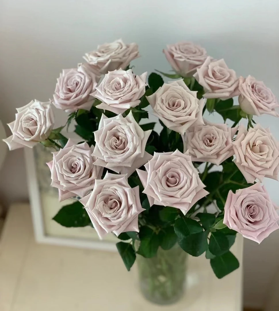 曼塔 玫瑰鲜花 全场买两单及以上包邮 云南基地直发