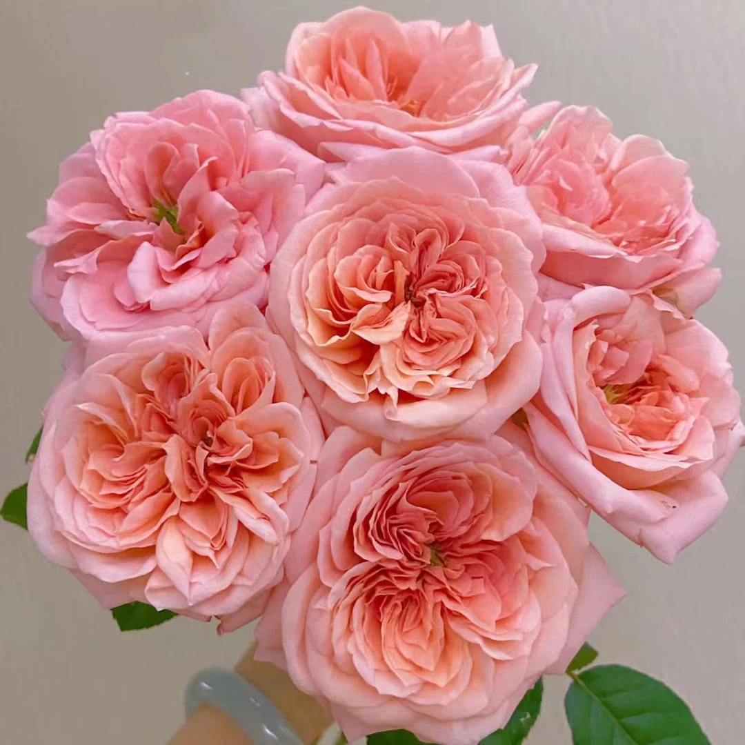 伦敦眼 玫瑰鲜花 全场买两单及以上包邮 云南基地直发