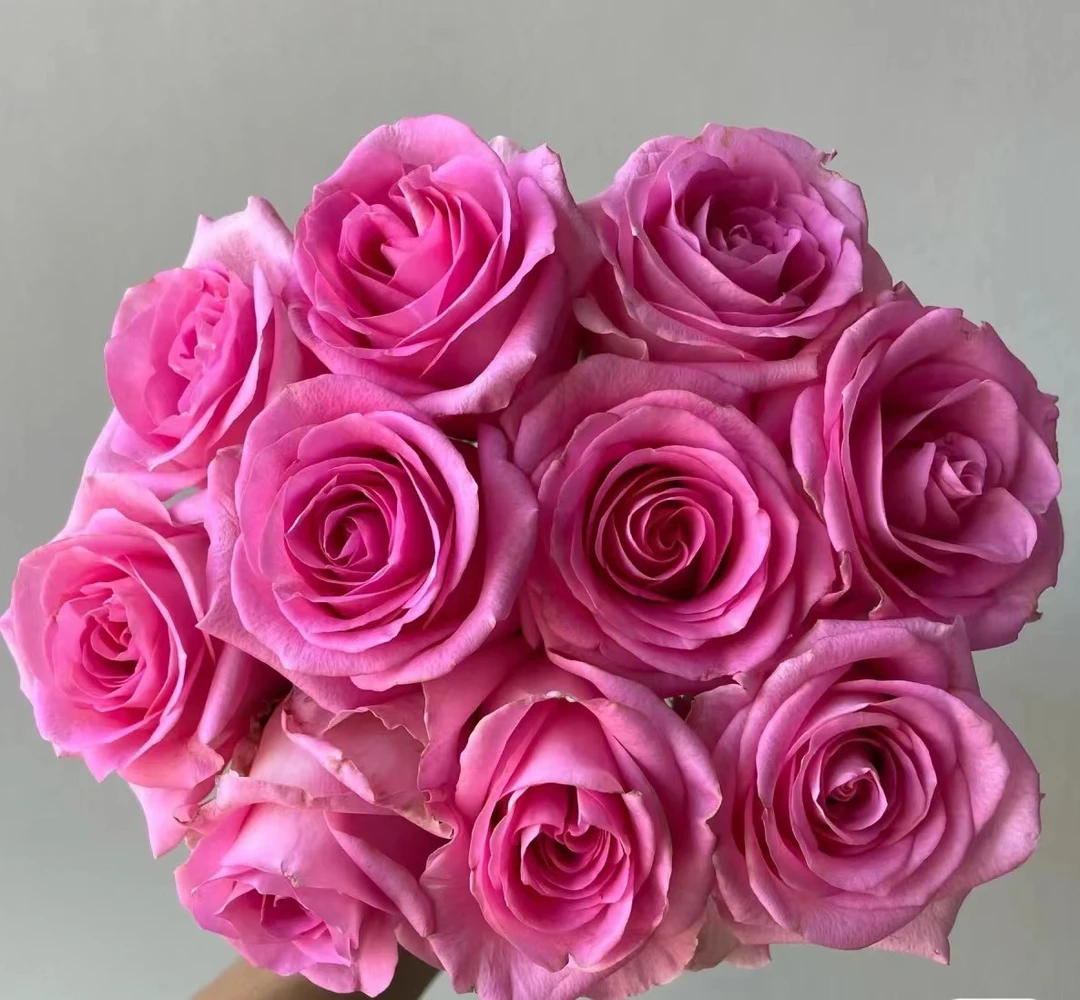 苏醒 玫瑰鲜花 全场买两单及以上包邮 云南基地直发