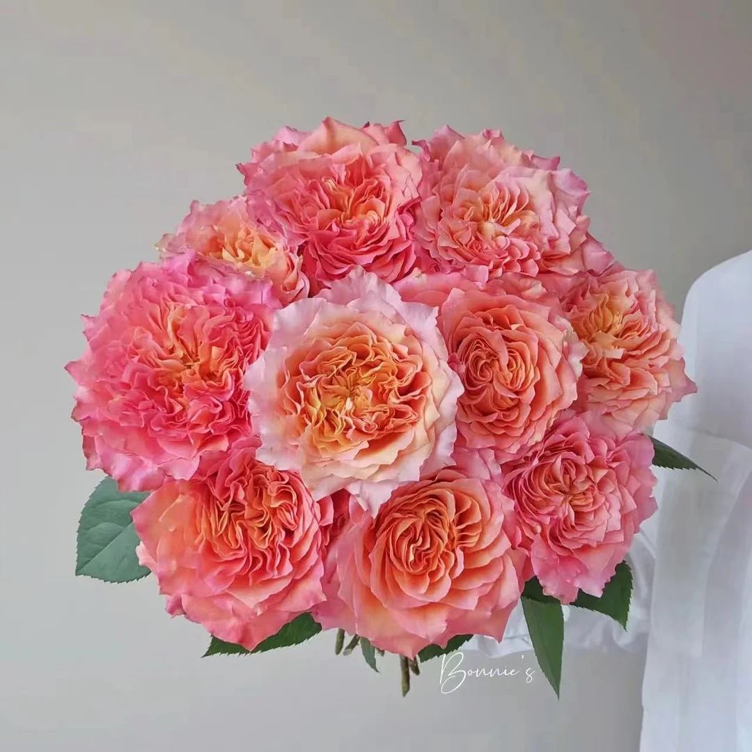 火灵鸟 玫瑰鲜花 全场买两单及以上包邮 云南基地直发