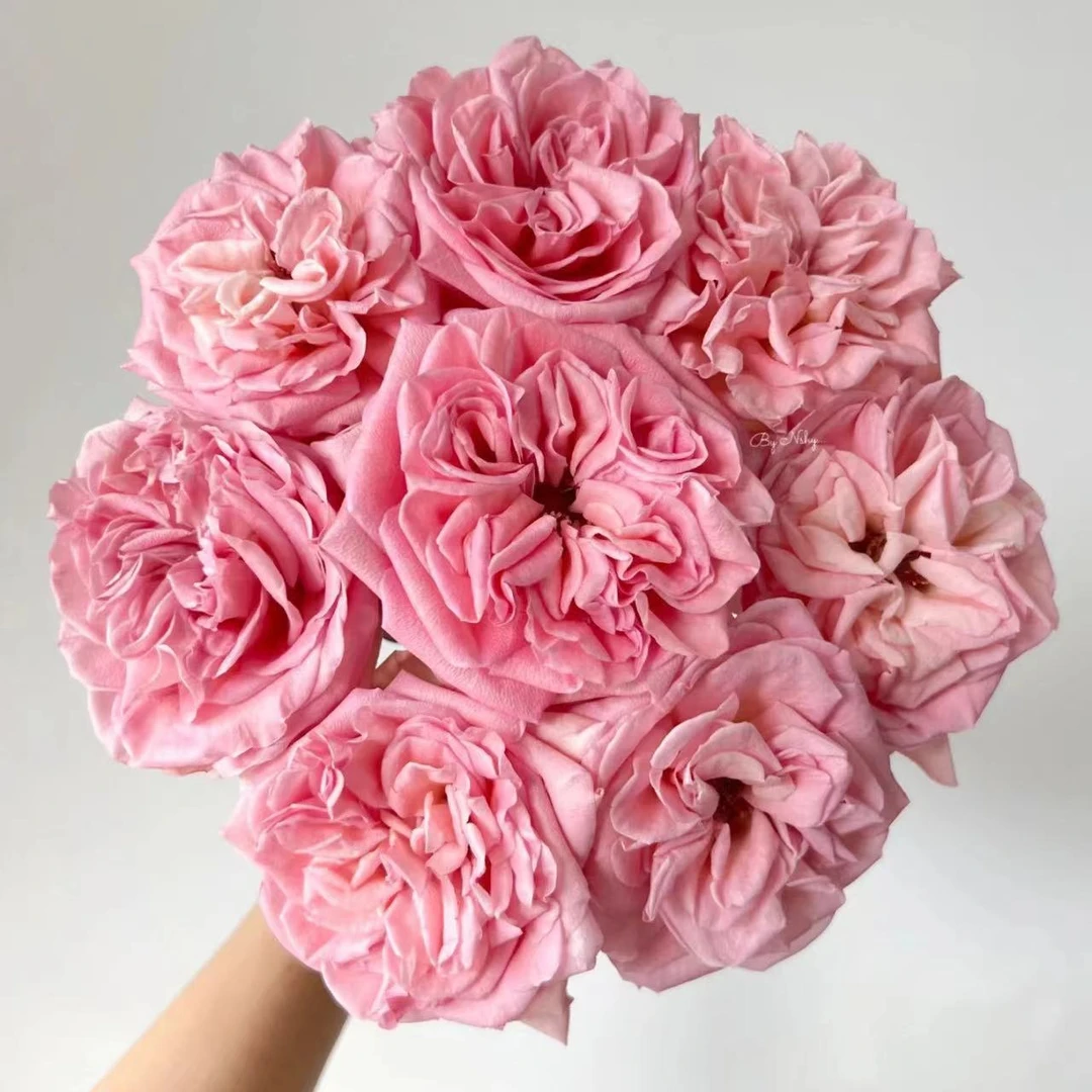 香水宝塔 玫瑰鲜花 全场买两单及以上包邮 云南基地直发