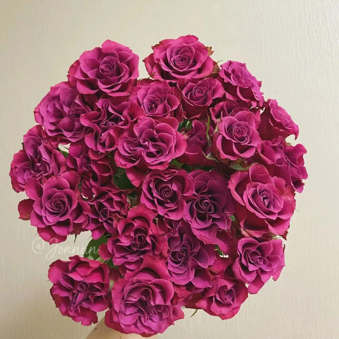 多头蓝莓 玫瑰鲜花 全场买两单及以上包邮 云南基地直发