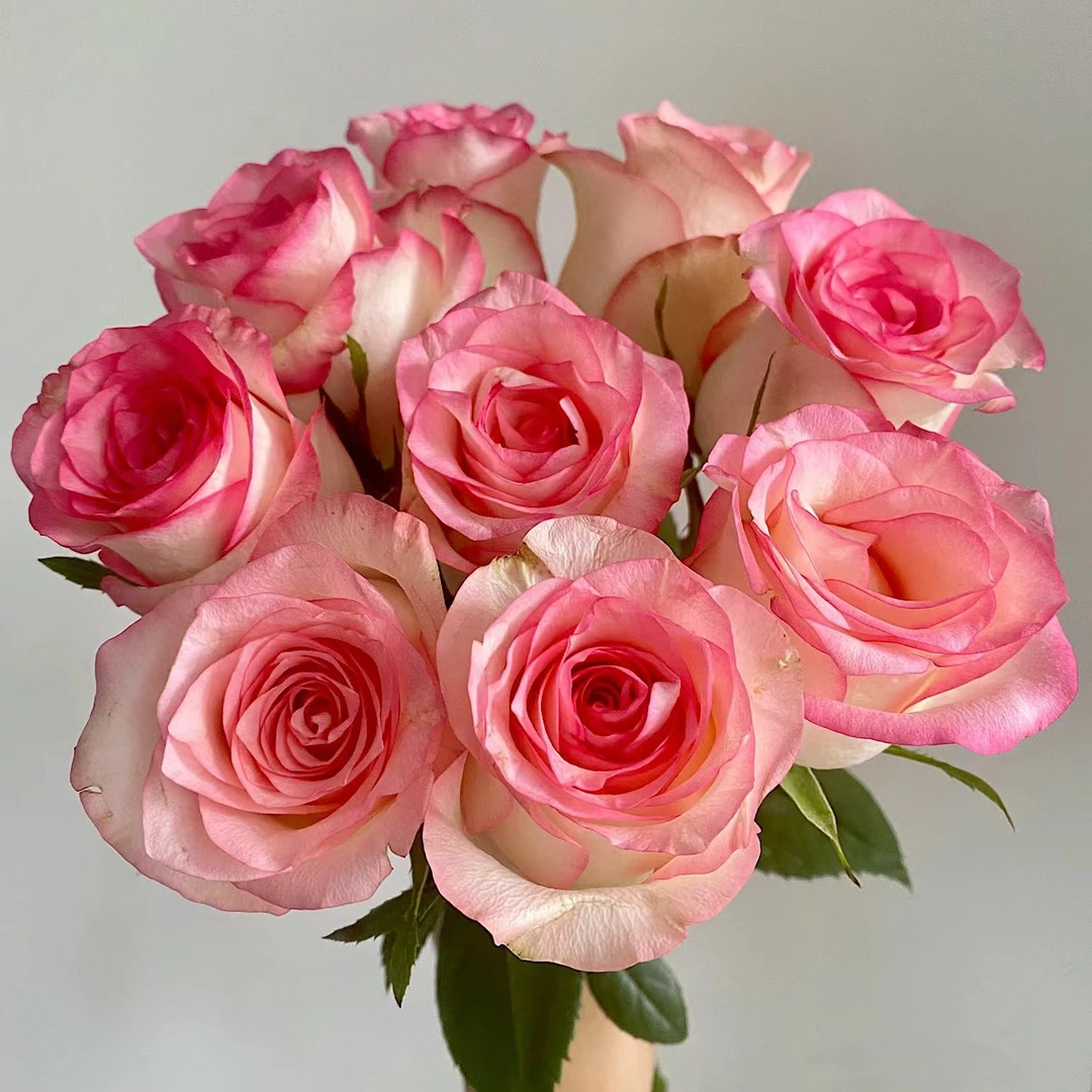 艾莎 玫瑰鲜花 全场买两单及以上包邮 云南基地直发