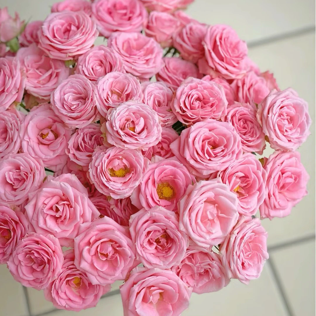 多头露露公主 玫瑰鲜花 全场买两单及以上包邮 云南基地直发