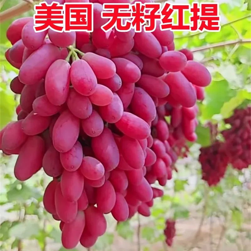 【美国红提】进口新品种葡萄树苗爬藤葡萄苗南北方种植耐寒当年结果