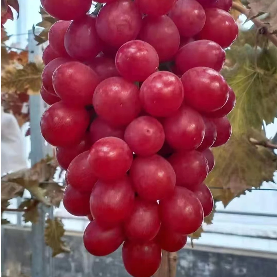 【中国红】进口新品种葡萄树苗爬藤葡萄苗南北方种植耐寒当年结果
