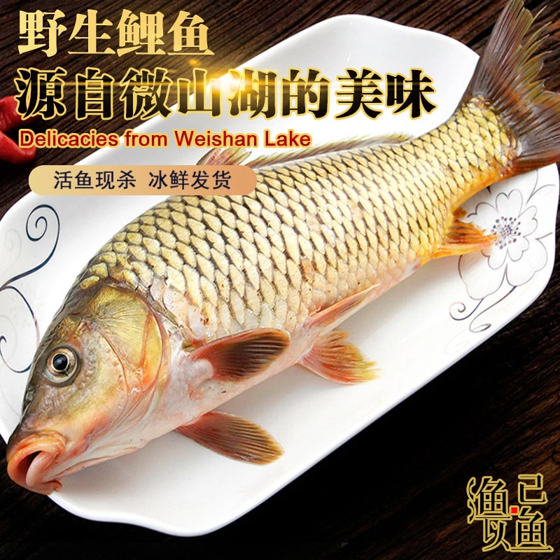 微山湖野生大鲤鱼四鼻鲤鱼活鱼现杀淡水鱼亚洲鲤鱼生态野捕鲤鱼