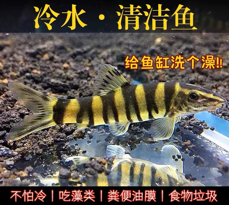 状体沙鳅鱼冷水鱼清道夫清洁鱼溪流翻沙龙丁鱼缸底层鱼吃残渣鱼粪