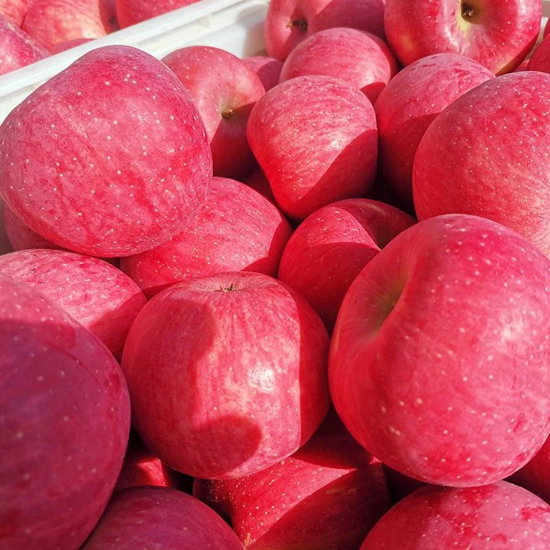 【官方正品】红富士壶口苹果吉县脆甜苹果新鲜脆甜孕妇小孩健康水果