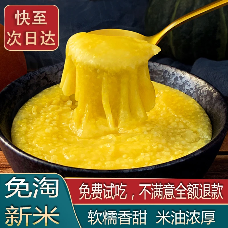新小米金苗K1黄小米新米食用新鲜颗粒营养天然健康