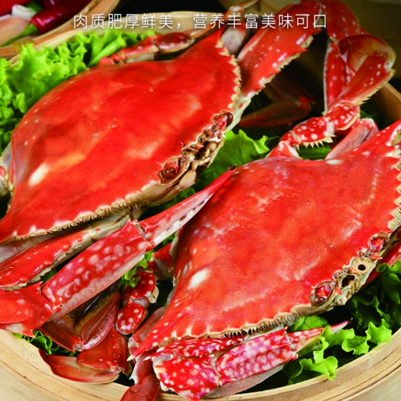 【梓甄优选】 渤海湾特产新鲜梭子蟹（生鲜）新鲜保鲜不保活顺丰发货