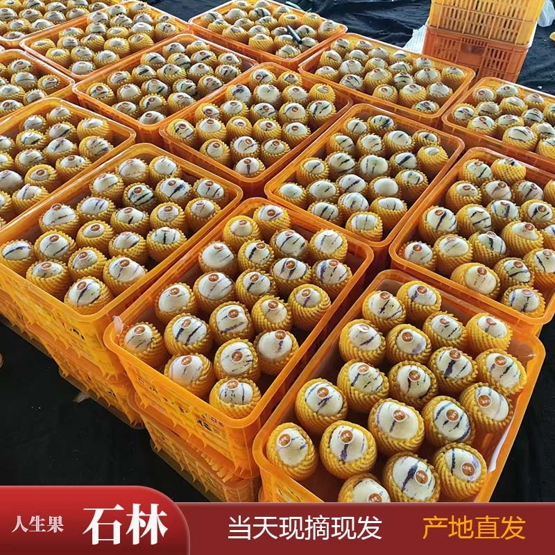 云南当季新鲜圆七彩黄肉皮薄清甜石林人参果3至9斤装产地现摘现发