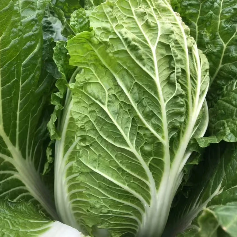 【山东现砍现发】霜打大白菜当季农家鲜嫩自种现摘包心白菜时令蔬菜