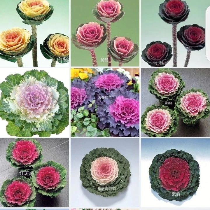 多头羽衣甘蓝盆栽地栽庭院观赏冬日玫瑰耐严寒多年生花卉