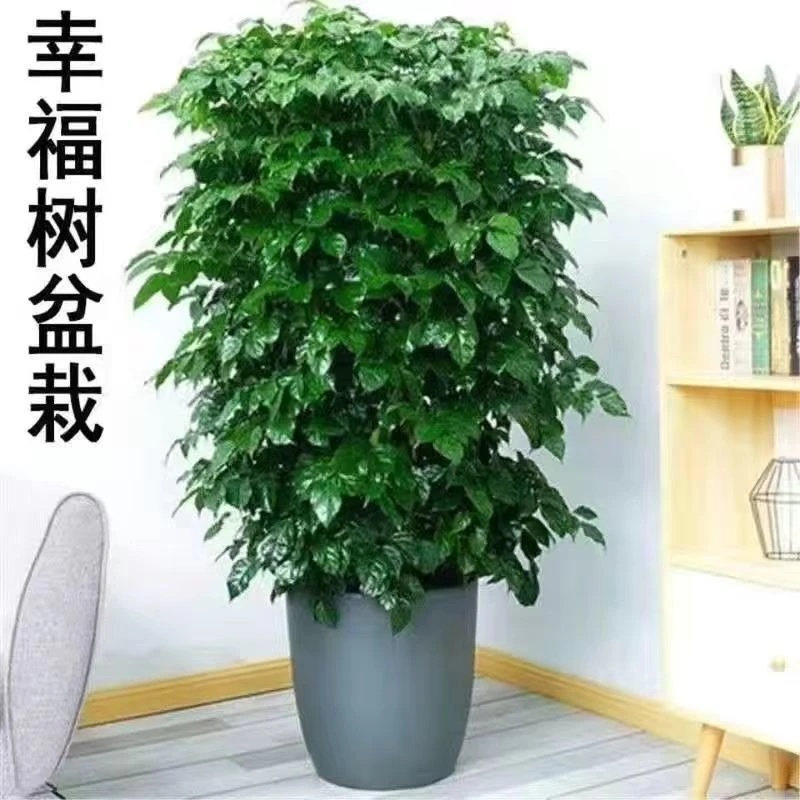 幸福树盆栽大棵特大号客厅大盆栽绿植绿宝四季常青null