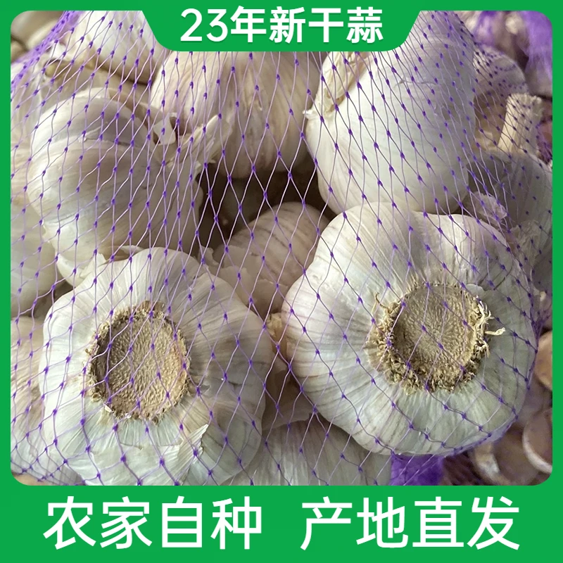 山东金乡2023年大蒜头精品装紫皮新鲜多瓣香辣农家蒜250g-9斤
