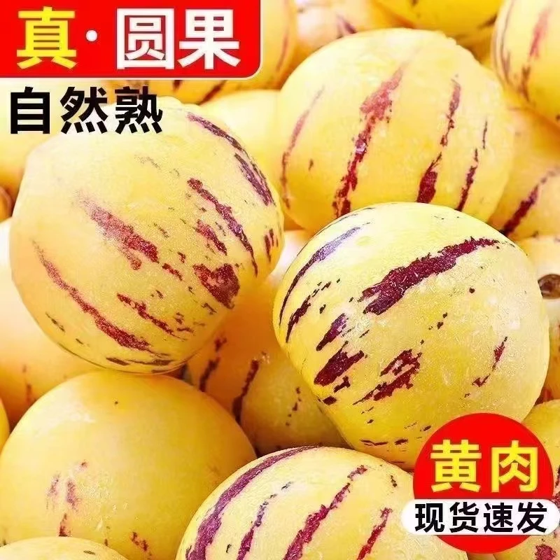 【低糖清甜】云南石林七彩人参果圆果黄肉多汁清甜新鲜应季水果孕妇