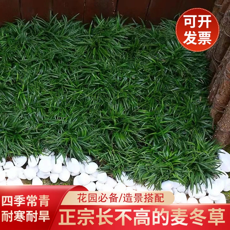 正宗日本玉龙草矮麦冬草草坪花园别墅绿化四季常绿免修剪耐荫草皮