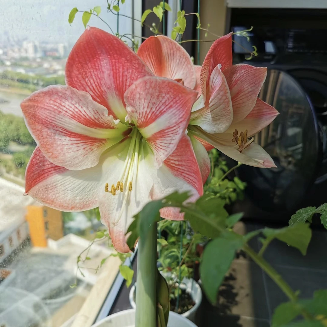 【花苹果～进口球单瓣】朱顶红种球  花班长园艺  任意满两个包邮