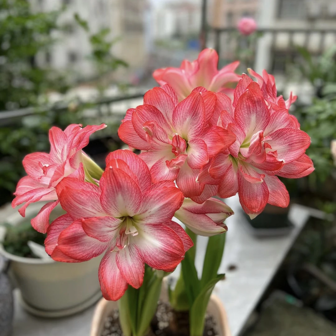 【梦露～重瓣】A室内朱顶红种植浇水采收老根叶子根系北